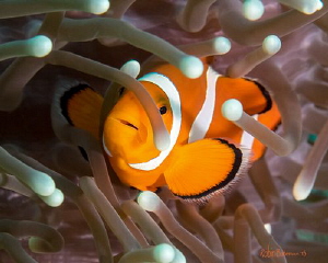 Who's There?
I think this little guy thought he was stil... by Robin Bateman 